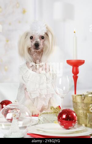 Porträt des haarlosen Chinesischen Haubenhundes, der am Feiertagstisch auf dem Hintergrund des Weihnachtsbaums sitzt Stockfoto