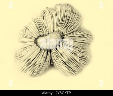 Pilzdetails und -Struktur Stockfoto
