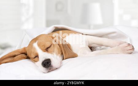 Kleiner Hund Beagle-Hund, der zu Hause auf dem Bett mit einer Decke schläft Stockfoto