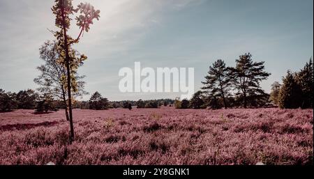 Naturattraktionen in Deutschland Heidekraut Blüte schöne rosa blühende Lüneburger Heidelandschaft im Buesenbachtal in Handeloh Deutschland Stockfoto