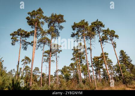 Deutschland Natur Umwelt Wälder und Bäume Kiefernwälder in der Lüneburger Heide Stockfoto