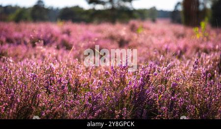 Naturattraktionen in Deutschland Heidekraut Blüte Nahaufnahme Heidekraut Blüte bei hellem Sonnenlicht Stockfoto