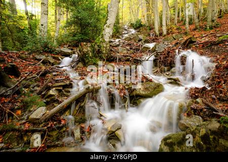 Bach im Wald von Gabardito, Hecho-Tal, westliche Täler, Pyrenäen-Gebirge, Provinz Huesca, Aragonien, Spanien. Stockfoto