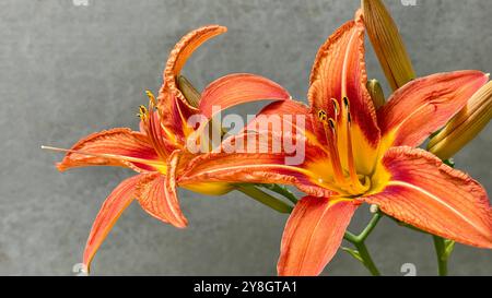 Nahaufnahme von zwei leuchtenden orangefarbenen Lilien in voller Blüte, die komplizierte Details der Blütenblätter und Staubblätter vor einem neutralen Hintergrund zeigen. Stockfoto