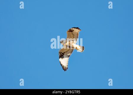 Der grobe Bussard (Buteo lagopus), auch als grober Falke im Flug bezeichnet. Stockfoto