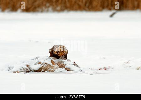 Der trockenbeinige Hawk (buteo lagopus) auf dem toten Hirsch, der gefroren ist - West Twin River in wisconsin Stockfoto