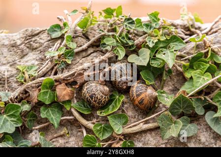 Drei Schnecken, die sich zwischen grünen Efeublättern auf einem strukturierten Stein schmiegen, zeigen eine friedliche natürliche Umgebung und komplizierte Muschelmuster in einer ruhigen Umgebung Stockfoto