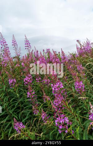 Chamaenerion angustifolium ist eine Pflanze, die in Nordamerika als Fireweed und in Großbritannien als Rosebay Willowherb bekannt ist Stockfoto