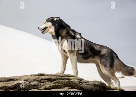 Ein majestätischer sibirischer Husky steht hoch auf einem verschneiten Berggipfel und blickt in die Ferne. Das dicke Fell des Hundes und die durchdringenden blauen Augen sind perfekt Stockfoto