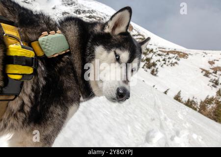 Ein stoischer sibirischer Husky, gebündelt in einem Gurtzeug und Kragen, blickt aus einem schneebedeckten Bergpass hervor, dessen durchdringende blaue Augen die Weite des Th reflektieren Stockfoto