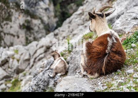 Herrliche Landschaft der Cares-Schlucht in den Picos de Europa-Bergen in Asturien, Nordspanien Stockfoto