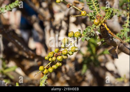 Wadi Dawkah, Gouvernement Dhofar, Oman Stockfoto