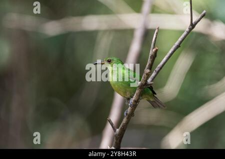 Hoch gezogener grüner Honigkriecher (Chlorophanes spiza) in Panama Stockfoto