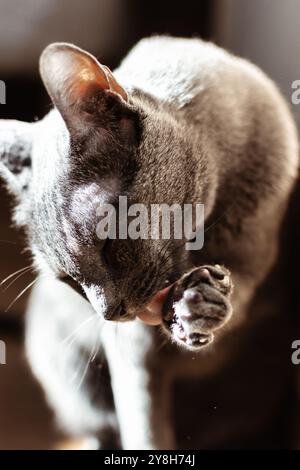 Nahaufnahme Porträt einer russischen blauen Katze, die ihre Pfote in sonnigem Raum leckt Stockfoto