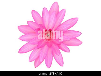 Rosafarbene Haarige Seerose auf transparentem Hintergrund. Nymphaea Lotus. Stockfoto