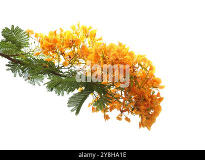 Poinciana regia oder Delonix regia Blüten isoliert auf weißem Hintergrund. Stockfoto