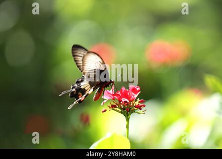 Papilio Iswara, große Helen schöner schwarzer Schmetterling auf roten Blumen mit grünem, verschwommenem Hintergrund. Stockfoto