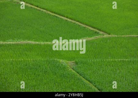 Blick von oben auf die Terrasse Reisfeld in der Provinz Nan, Thaoland. Stockfoto