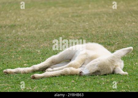 Extrem seltenes weißes österreichisch-ungarisches Barockesel (Equus asinus asinus), auch als Lichtbringer bekannt, von dem es nur noch um 300 gibt Stockfoto