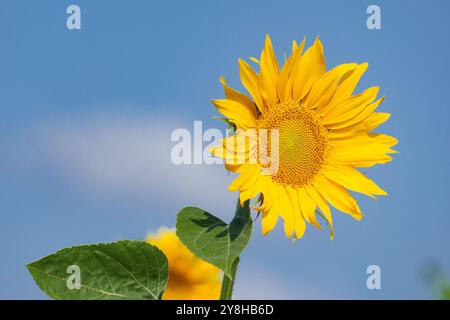 Nahaufnahme einer blühenden Sonnenblume, wunderschön beleuchtet von der Abendsonne in der goldenen Stunde vor einem tiefblauen Himmel Stockfoto