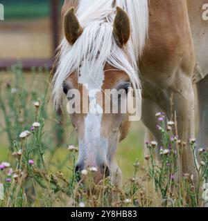 Porträt eines wunderschönen Haflinger-Pferdes, das auf dem Fahrerlager weidet Stockfoto