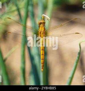 Ein goldener leuchtender Kiel. Skimmer (Orthetrum coerulescens), eine Libellenart aus der Familie Libellulidae. Stockfoto