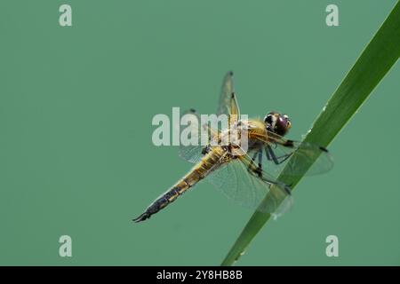 Vierfleckiger Jäger (Libellula quadrimaculata), auch bekannt als die vierfleckige Skimmer Libelle, die auf einem Blatt liegt Stockfoto