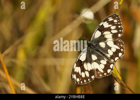 Nahaufnahme eines marmorierten weißen Schmetterlings (melanargia galathea), eines schwarz-weißen Schmetterlings, der auf einem Blatt vor einem tiefgrünen Hintergrund ruht Stockfoto