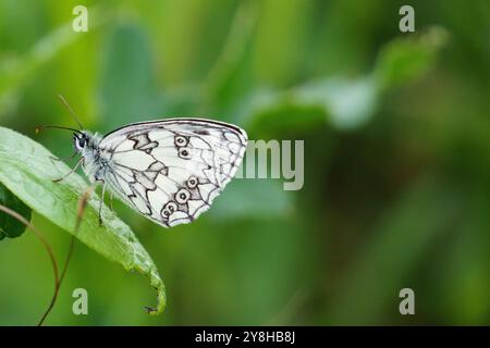 Nahaufnahme eines marmorierten weißen Schmetterlings (melanargia galathea), eines schwarz-weißen Schmetterlings, der auf einem Blatt vor einem tiefgrünen Hintergrund ruht Stockfoto