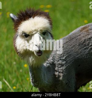 Porträt eines grauen Alpakas (Vicugna pacos) frisch geschoren, Gras fressen Stockfoto