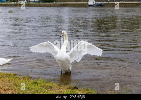 Schwan auf der Elbe in Dresden, die Elbe bietet zahlreiche Tiere Lebensraum. Dresden Sachsen Deutschland *** Schwan an der Elbe in Dresden bietet die Elbe Lebensraum für zahlreiche Tiere Dresden Sachsen Deutschland Stockfoto