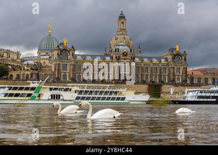 Schwan auf der Elbe in Dresden, die Elbe bietet zahlreiche Tiere Lebensraum. Dresden Sachsen Deutschland *** Schwan an der Elbe in Dresden bietet die Elbe Lebensraum für zahlreiche Tiere Dresden Sachsen Deutschland Stockfoto