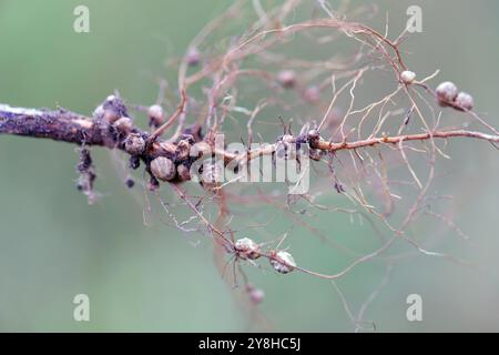 Wurzelknoten zur Stickstofffixierung, gebildet von Rhizobiumbakterien an den Wurzeln der Sojabohnenpflanze. Stockfoto