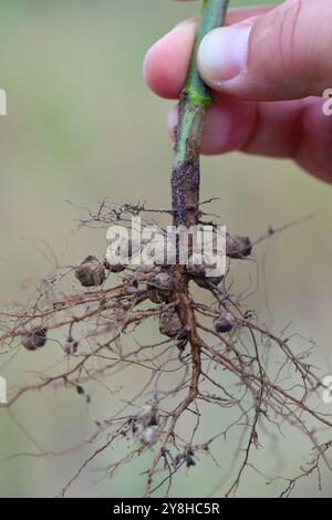 Hülsenwurzeln mit Stickstoff-fixierenden Bakterien auf Sojabohnen. Stockfoto