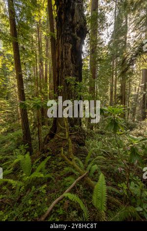 Der kleine Rhododendron Bush wächst am Base of Burned Redwood Tree im Redwood National Park Stockfoto