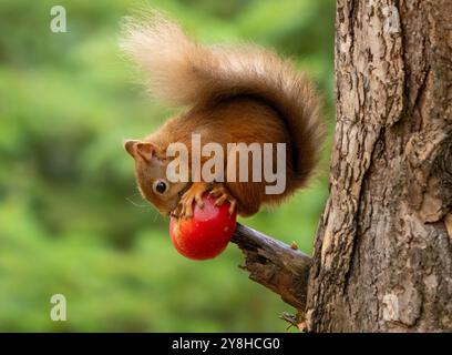 Niedliches, kleines schottisches Eichhörnchen, das einen saftigen roten Apfel auf dem Zweig eines Baumes im Wald isst Stockfoto