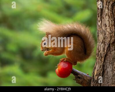 Niedliches, kleines schottisches Eichhörnchen, das einen saftigen roten Apfel auf dem Zweig eines Baumes im Wald isst Stockfoto