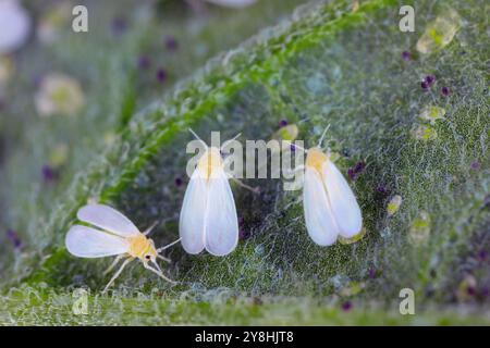 Weiße Fliege (Trialeurodes vaporariorum), Erwachsene und Larven unter den Blättern von im Gewächshaus angebautem Gemüse. Stockfoto