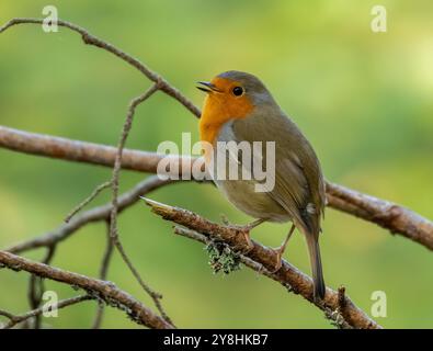 Wunderschöner Rotkehlchen-Rothamme-Vogel auf einem Zweig, der mit natürlichem grünem Hintergrund singt Stockfoto