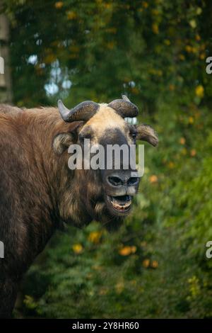 Porträt Mishmi Takin (Budorcas taxicolor taxicolor). Stockfoto