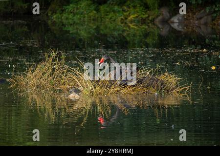 Ein Paar schwarze Schwäne bauen ein Nest für die Brutsaison auf einem kleinen Teich Stockfoto