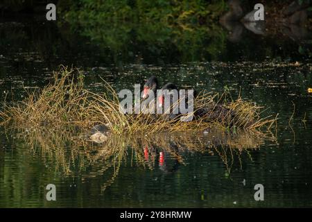 Ein Paar schwarze Schwäne bauen ein Nest für die Brutsaison auf einem kleinen Teich Stockfoto