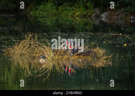 Zwei schwarze Schwäne bauen ein Nest für die Brutsaison auf einem kleinen Teich Stockfoto