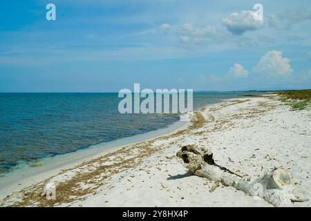 Der weiße Sandstrand von Arutas auf der Halbinsel Sinis, Provinz Oristano, Sardinien, Italien Stockfoto