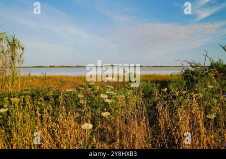 Der Teich Sale de Porcu auf der Halbinsel Sinis, der von einer großen Vielfalt an Vögeln einschließlich rosa Flamingos bevölkert wird. Provinz Oristano, Sardinien, Italien Stockfoto