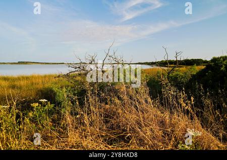 Der Teich Sale de Porcu auf der Halbinsel Sinis, der von einer großen Vielfalt an Vögeln einschließlich rosa Flamingos bevölkert wird. Provinz Oristano, Sardinien, Italien Stockfoto