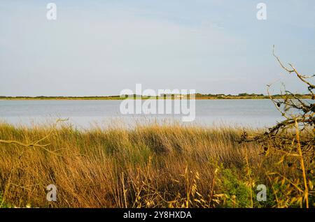 Der Teich Sale de Porcu auf der Halbinsel Sinis, der von einer großen Vielfalt an Vögeln einschließlich rosa Flamingos bevölkert wird. Provinz Oristano, Sardinien, Italien Stockfoto