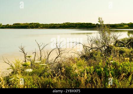 Der Teich Sale de Porcu auf der Halbinsel Sinis, der von einer großen Vielfalt an Vögeln einschließlich rosa Flamingos bevölkert wird. Provinz Oristano, Sardinien, Italien Stockfoto