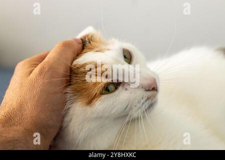 Streichelt eine süße dreifarbige Katze. Haustier, süßes Kätzchen Stockfoto