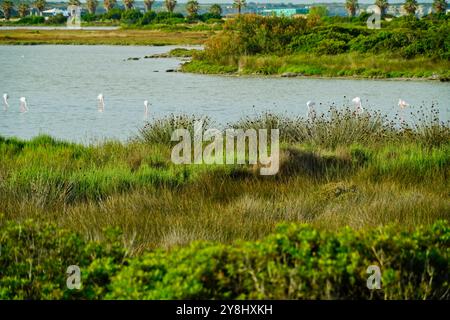 Der Teich Sale de Porcu auf der Halbinsel Sinis, der von einer großen Vielfalt an Vögeln einschließlich rosa Flamingos bevölkert wird. Provinz Oristano, Sardinien, Italien Stockfoto